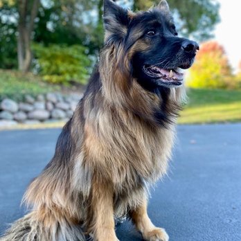 Traveler’s Pup Care - Pet Sitting Near Me Traveler’s Pup Care - Pet Sitting Near Me