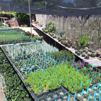 Lone Pine Gardens - Some of the little succulent selection - Nurseries & Gardening Near Me - Sebastopol, California