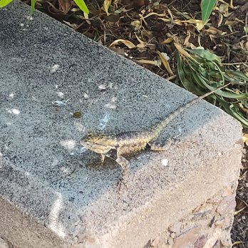Tohono Chul - Spiny lizard just hanging out - Museums Near Me - Tucson, Arizona Tohono Chul - Spiny lizard just hanging out - Museums Near Me - Tucson, Arizona
