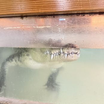 The Reptile Zoo - Crocs - Zoos Near Me - Monroe, Washington