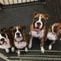 Photo of The Madison Dog Resort & Spa