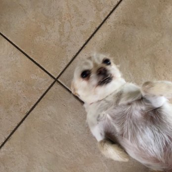 Fluffy Butt Cuts - Snoey is camera shy - Pet Groomers Near Me Fluffy Butt Cuts - Snoey is camera shy - Pet Groomers Near Me