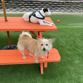 Zoomies - Dog Parks Near Me - Houston, Texas Zoomies - Dog Parks Near Me - Houston, Texas