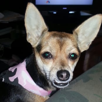 Grooming Tails - Pet Groomers Near Me - Smithfield, Rhode Island