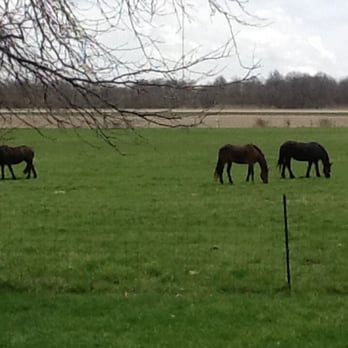 New Acre Plantation - One of our lush pastures! - Horse Boarding Near Me - Goshen, Indiana New Acre Plantation - One of our lush pastures! - Horse Boarding Near Me - Goshen, Indiana