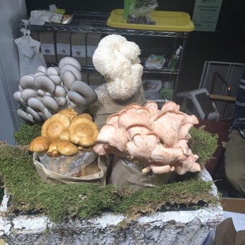 Bountiful Farmers' Market - Some wicked cool mushrooms! - Farmers Market Near Me - Edmonton, Alberta Bountiful Farmers' Market - Some wicked cool mushrooms! - Farmers Market Near Me - Edmonton, Alberta