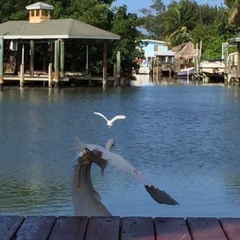 Shipwreck Motel - Small White Egrets make regular appearances. - Hotels Near Me - Fort Myers Beach, Florida
