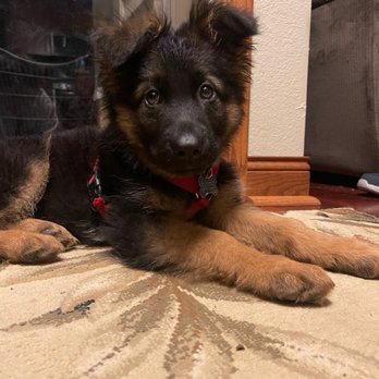 Herzog German Shepherds - Pet Breeders Near Me Herzog German Shepherds - Pet Breeders Near Me