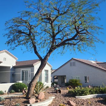 Treepro - Mesquite tree after trimming. It'll fill out great in the spring. - Tree Services Near Me - Las Vegas, Nevada Treepro - Mesquite tree after trimming. It'll fill out great in the spring. - Tree Services Near Me - Las Vegas, Nevada
