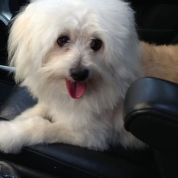 K9 Loft - Louie loves getting groomed here! - Pet Groomers Near Me - Pasadena, California