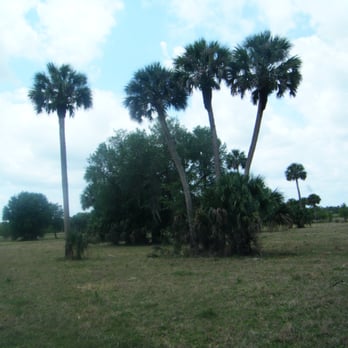 Brickyard Slough Tract Conservation Area. - Cool trees - Hiking Near Me - Osteen, Florida Brickyard Slough Tract Conservation Area. - Cool trees - Hiking Near Me - Osteen, Florida