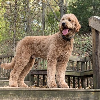 Ravenswoof - This is Asher again. - Pet Groomers Near Me - Chicago, Illinois