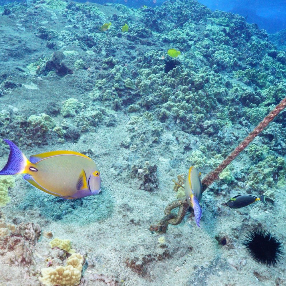 Four Winds Molokini Maui Snorkel Tour - Fish seen snorkeling at Molokini - Snorkeling Near Me - Maalaea, Hawaii