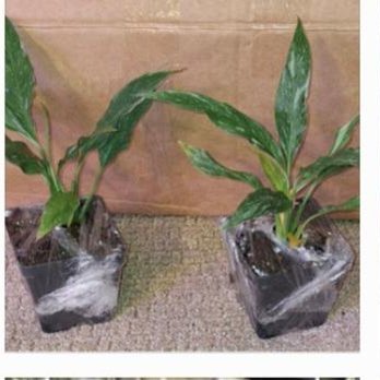Orange Lake Nursery - Nurseries & Gardening Near Me - Lorida, Florida