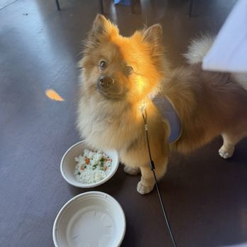 Lazy Dog Restaurant & Bar - My dog Boba in the patio (he always leaves the rice) - Comfort Food Near Me - Henderson, Nevada
