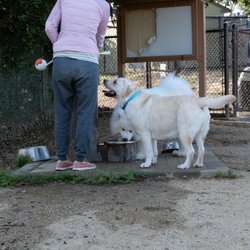 Cipriani Dog Park