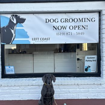 Left Coast Grooming - The owner's dog and inspiration for the salon logo, Harvey the Weimaraner in front of our first opening sign! - Pet Groomers Near Me - San Diego, California Left Coast Grooming - The owner's dog and inspiration for the salon logo, Harvey the Weimaraner in front of our first opening sign! - Pet Groomers Near Me - San Diego, California