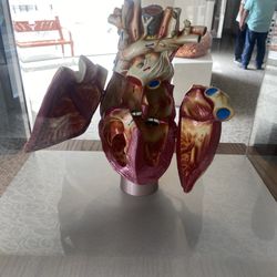 The Texas Heart Institute - Oh my goodness who's heart is this