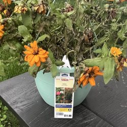 Lowe's Home Improvement - Zinnias