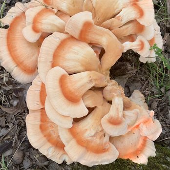 Deer Run RV Park Campground - Mushrooms - RV Parks Near Me - Appleton City, Missouri Deer Run RV Park Campground - Mushrooms - RV Parks Near Me - Appleton City, Missouri