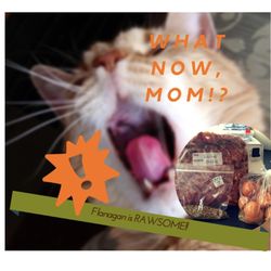 Miss Jane's Pet Sitting - Flanagan, my 17 year old, loves his RAW food! He is RAWSOME!!