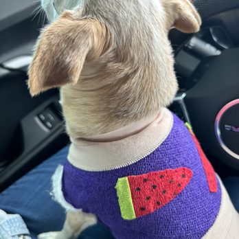 Stone Oak Veterinary Clinic - Mia coming home from her therapy at the clinic. - Pet Groomers Near Me - San Antonio, Texas