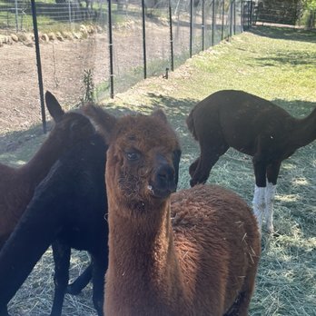 Canzelle Alpacas - Farms Near Me - Carpinteria, California Canzelle Alpacas - Farms Near Me - Carpinteria, California