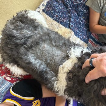 PetSmart Dog Training - where they shaved my dog and then quit grooming. - Pet Stores Near Me - Chandler, Arizona