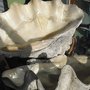 Photo of Moonstone