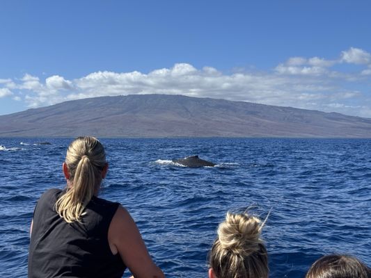 Hawaii Ocean Rafting Whale Watch and Snorkel by null