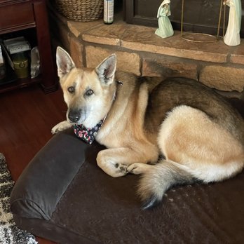 Styles Pet Grooming - Pet Groomers Near Me - Yucaipa, California