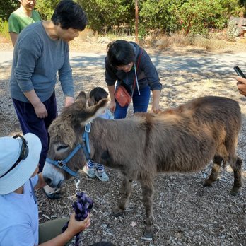 Barron Park Donkeys - Buddy - Community Service/Non-Profit Near Me - Palo Alto, California Barron Park Donkeys - Buddy - Community Service/Non-Profit Near Me - Palo Alto, California