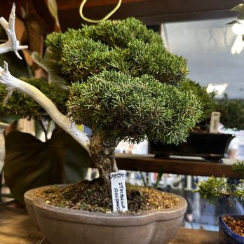 KATSURA GARDEN - Updated June 2026 - 256 Photos & 120 Reviews - 1825 Post  St, San Francisco, California - Nurseries & Gardening - Phone Number - Yelp