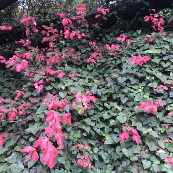 Bridgeview Trail - The poison oak is beautiful and easily identifiable now - Dog Parks Near Me - Oakland, California