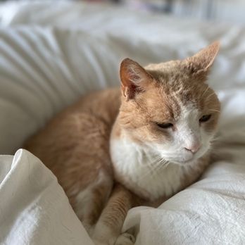 Animals Furrst - Sir Thomas - Pet Sitting Near Me Animals Furrst - Sir Thomas - Pet Sitting Near Me