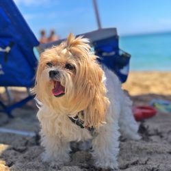 Lovingpaws Pet Services - Channel first time At the beach .