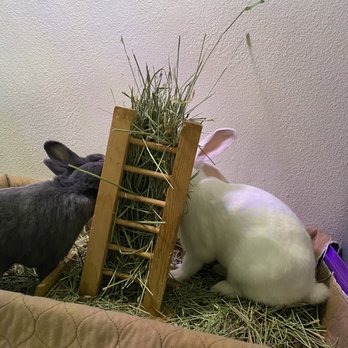 Kruse Feed & Supply - The buns eating hay - Pet Stores Near Me - La Habra, California Kruse Feed & Supply - The buns eating hay - Pet Stores Near Me - La Habra, California