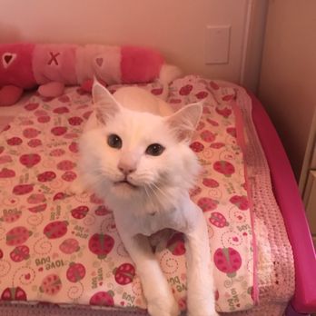 The Cats Pajamas - Pet Sitting Near Me - Pasadena, California