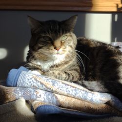 Lake Animal Hospital - P.C. last photo