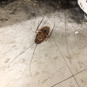 Office Depot - Dead cockroach - Office Equipment Near Me - Manhattan Beach, California
