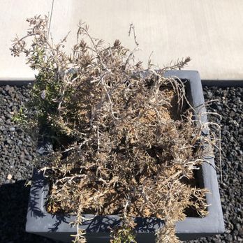 First Class Landscaping - Dormant you say? I say dead and did not recover - Landscaping Near Me First Class Landscaping - Dormant you say? I say dead and did not recover - Landscaping Near Me