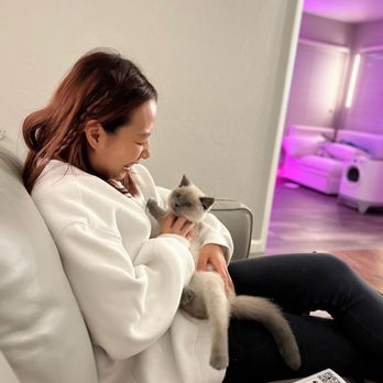 HQ Lovely Cattery - My baby - Pet Breeders Near Me HQ Lovely Cattery - My baby - Pet Breeders Near Me