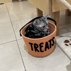Cat Cafe MOFF Pearlridge Center