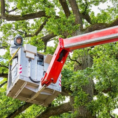 Tree Removal and Trimming Services - You are in good hands with The Tree Doctor. Call us at 423-268-4873 or Request a Quote on Yelp Tree Removal and Trimming Services - You are in good hands with The Tree Doctor. Call us at 423-268-4873 or Request a Quote on Yelp