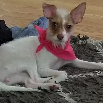 Pawllywood - Pet Groomers Near Me - Cherry Hill, New Jersey
