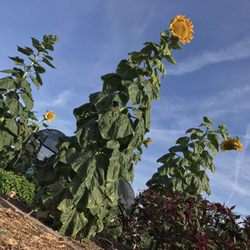 South Scottsdale Community Garden