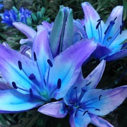 Northland Farm & Garden Center