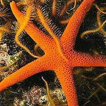 Cal Boat Diving - Snorkeling Near Me - Ventura, California Cal Boat Diving - Snorkeling Near Me - Ventura, California