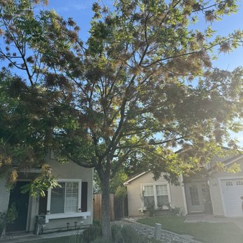 Golden Roots Tree Care - Prior to tree pruning. - Tree Services Near Me - Sacramento, California Golden Roots Tree Care - Prior to tree pruning. - Tree Services Near Me - Sacramento, California