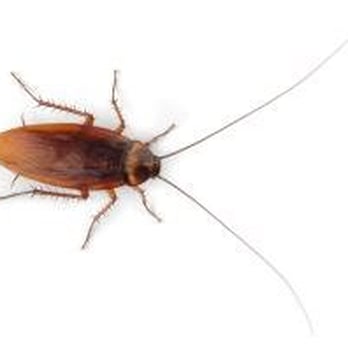 Reliance Pest & Termite - cockroach - Pest Control Near Me - Virginia Beach, Virginia Reliance Pest & Termite - cockroach - Pest Control Near Me - Virginia Beach, Virginia